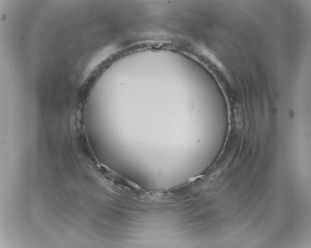 X0000062901352200602031822