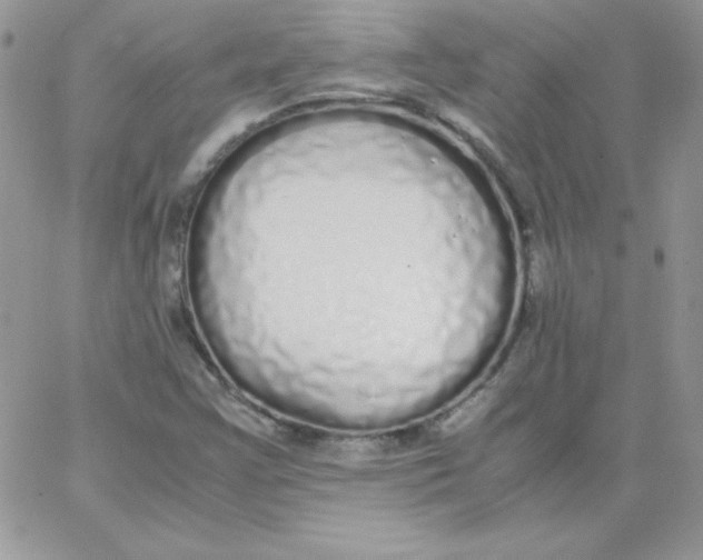 X0000062901355200602031822