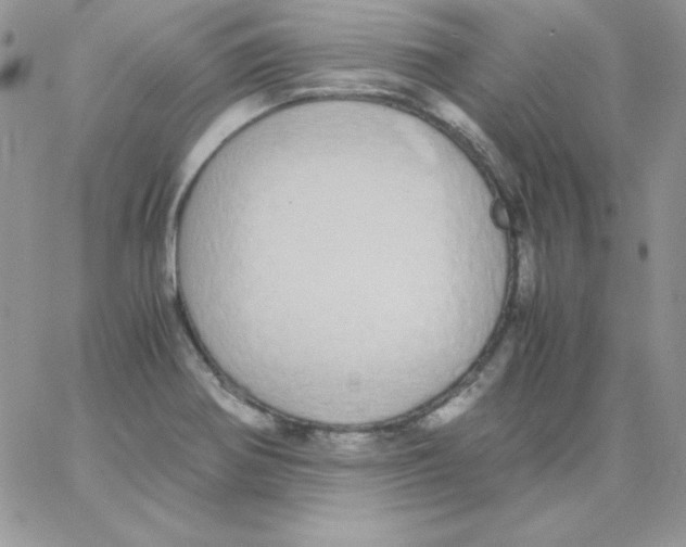 X0000062901370200602031821