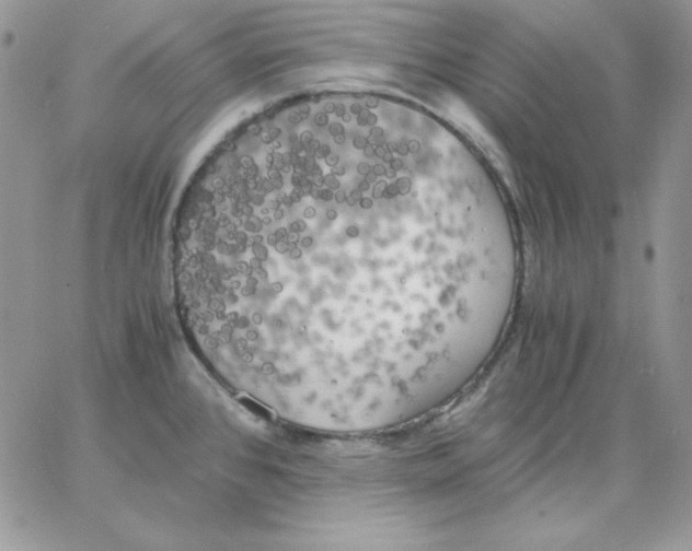 X0000062901384200602031821