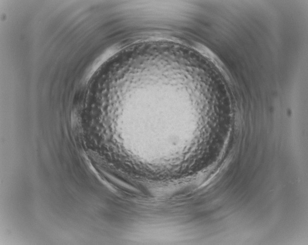 X0000062901385200602031821