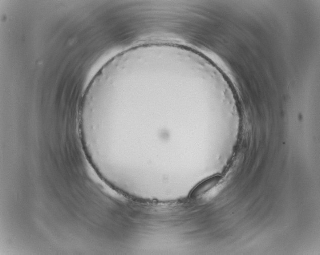 X0000062901390200602031821