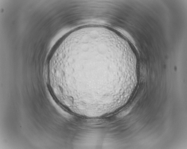 X0000062901391200602031821