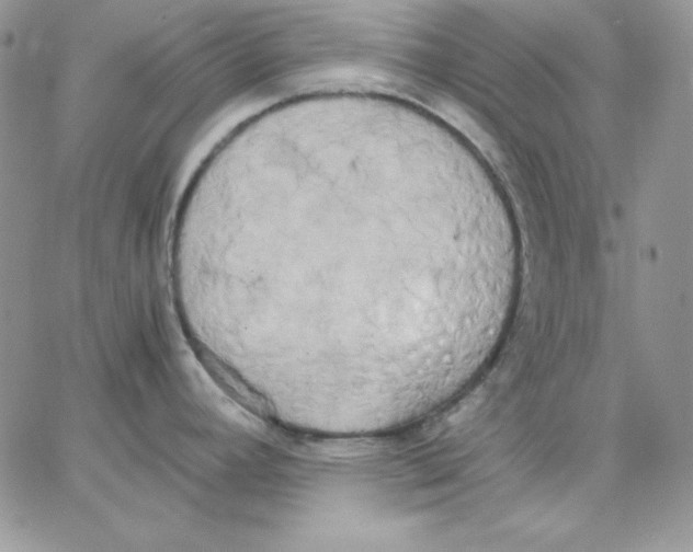 X0000062901392200602031821