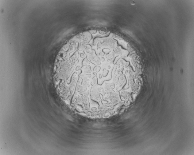 X0000062901399200602031820