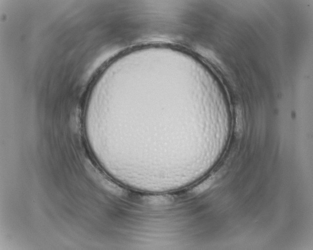 X0000062901404200602031820