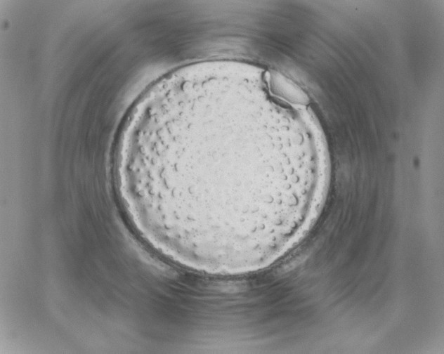 X0000062901423200602031821