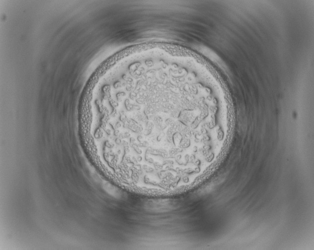 X0000062901431200602031821