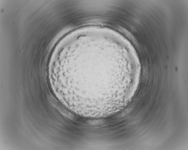 X0000062901435200602031821