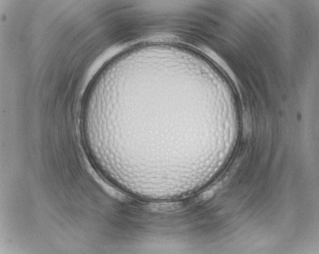 X0000062901437200602031821