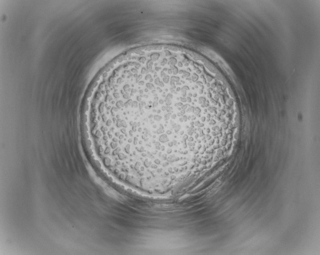 X0000062901439200602031821