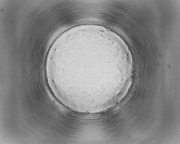 X0000062901440200602031821