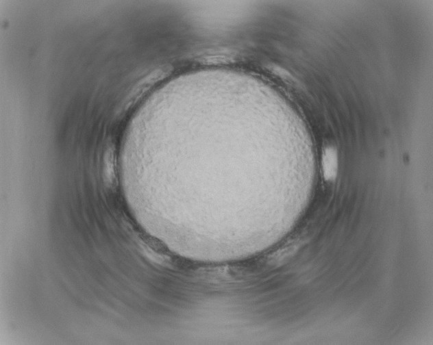 X0000062901444200602031820