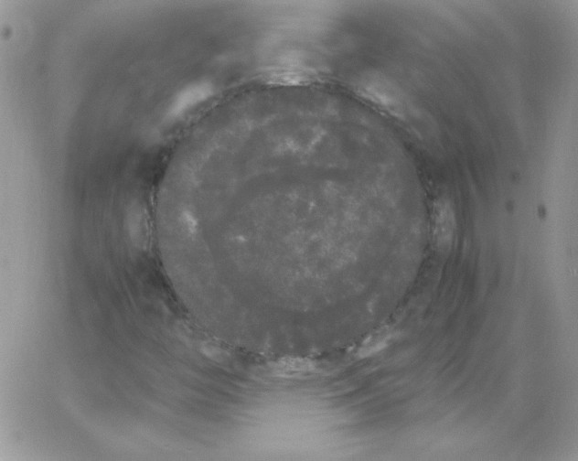 X0000062901446200602031820