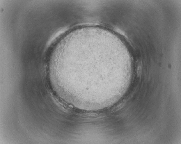 X0000062901448200602031820