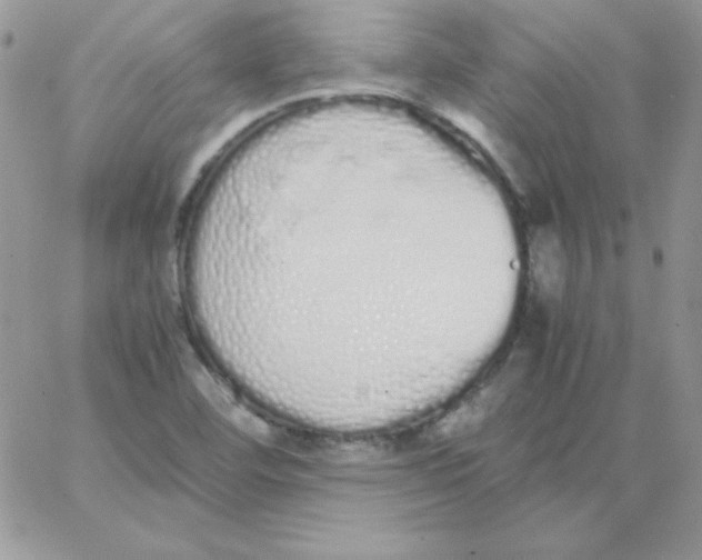 X0000062901460200602031820