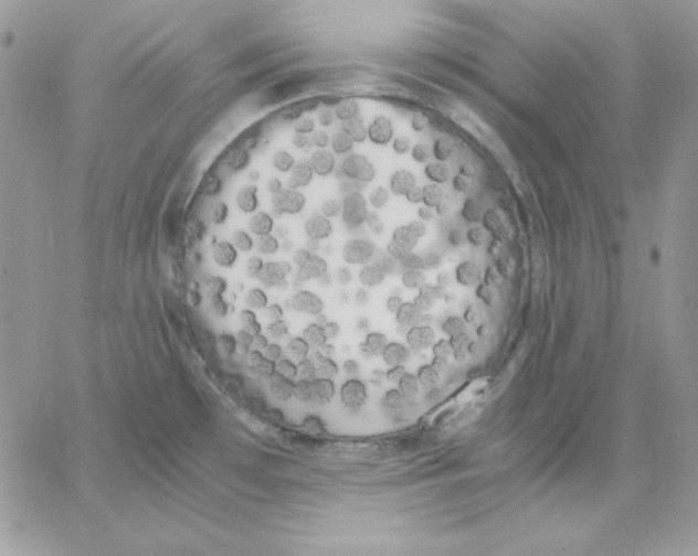 X0000062901481200602031819