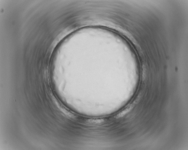 X0000062901513200602031819