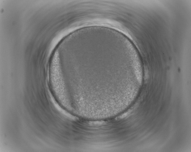 X0000062901515200602031819