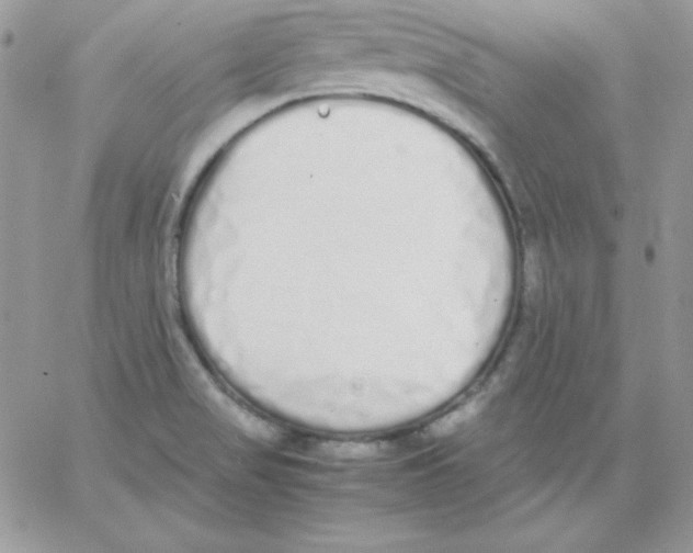 X0000062901517200602031819