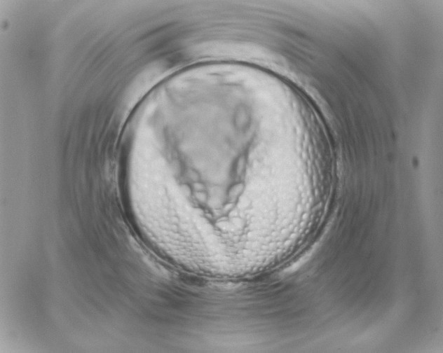 X0000062901529200602031819