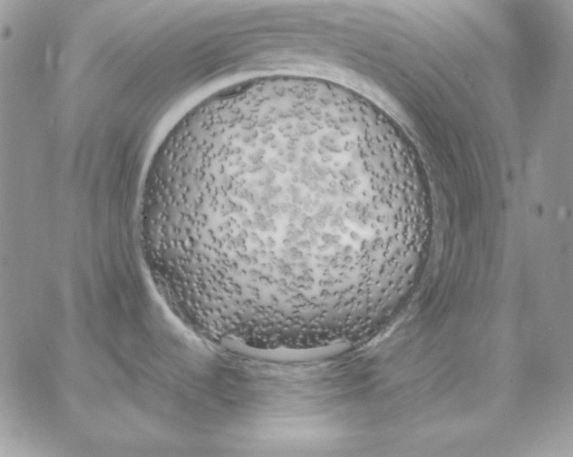 X0000062901536200602031819