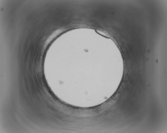 X0000062900008200602101818