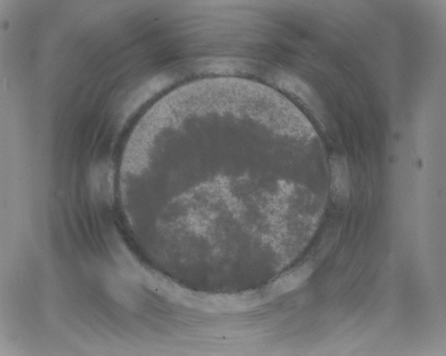 X0000062900016200602101818