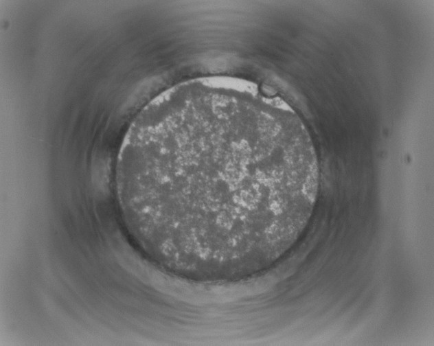 X0000062900018200602101818