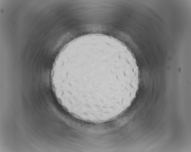 X0000062900024200602101818