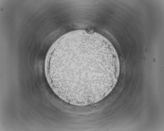 X0000062900026200602101818