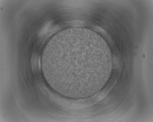 X0000062900028200602101818