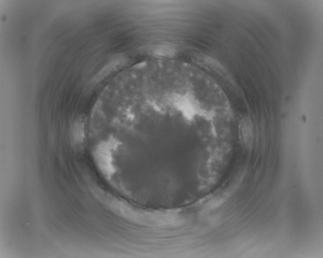 X0000062900032200602101818