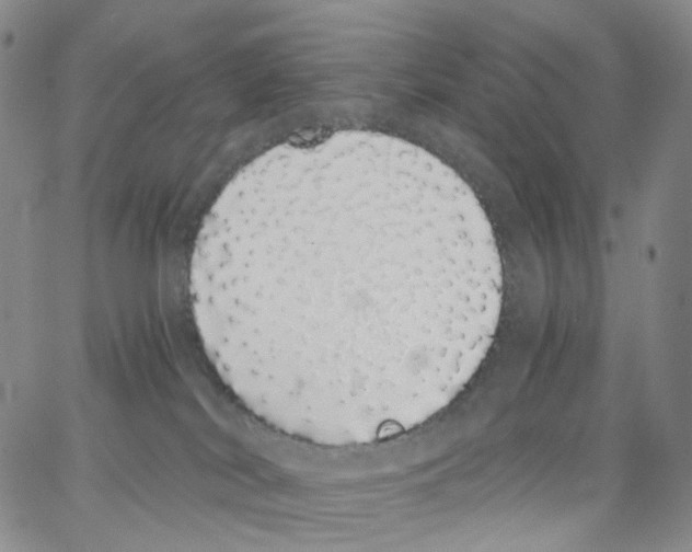 X0000062900038200602101818