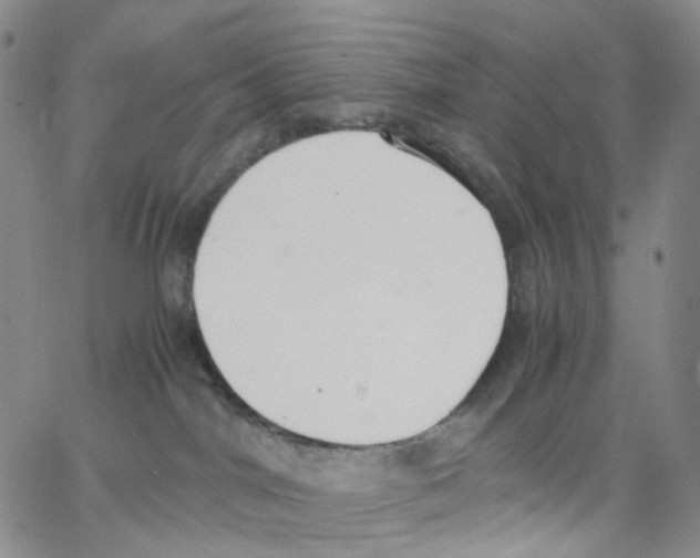 X0000062900044200602101818