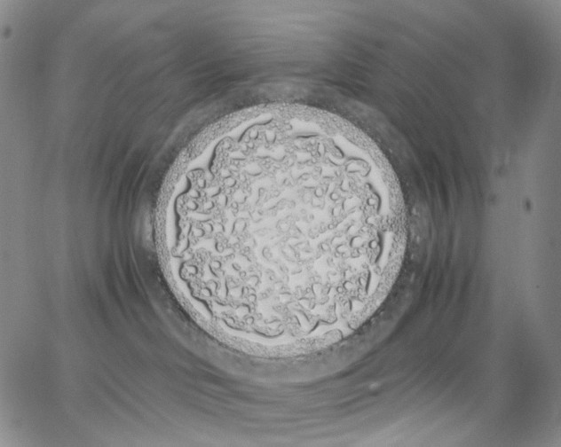 X0000062900046200602101818