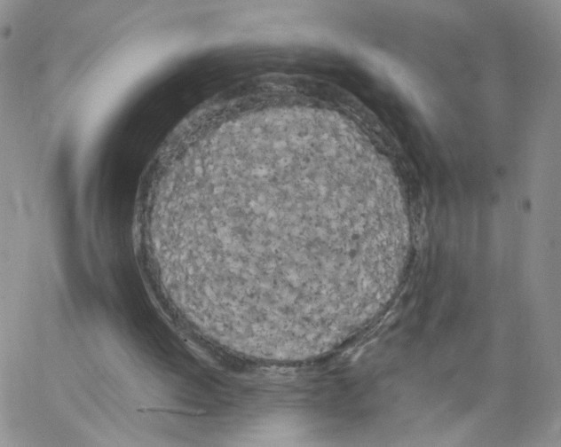 X0000062900052200602101817