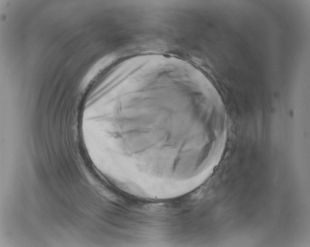 X0000062900054200602101817