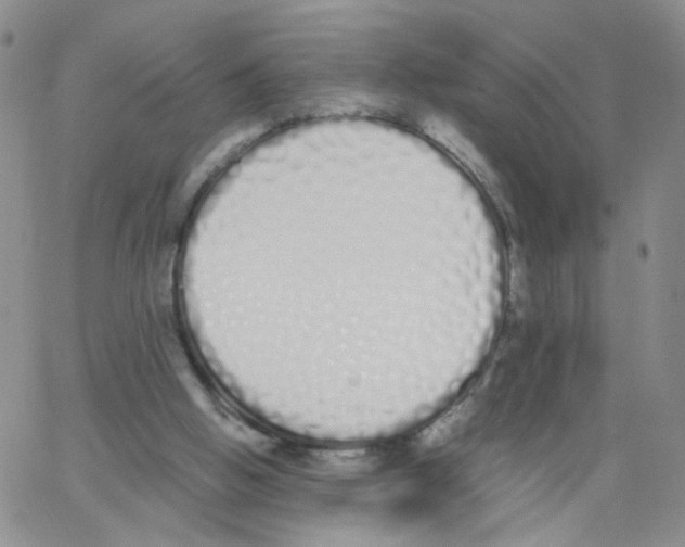 X0000062900058200602101817