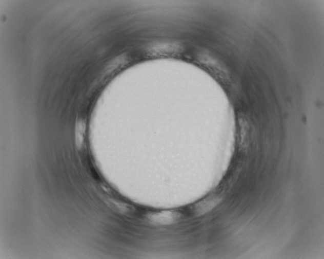 X0000062900075200602101817