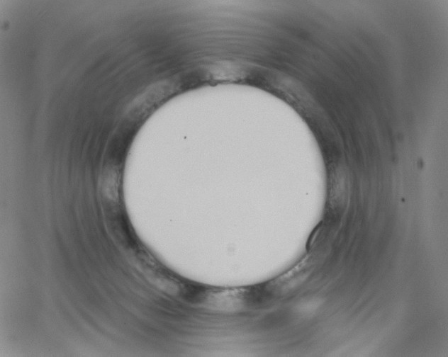 X0000062900078200602101817