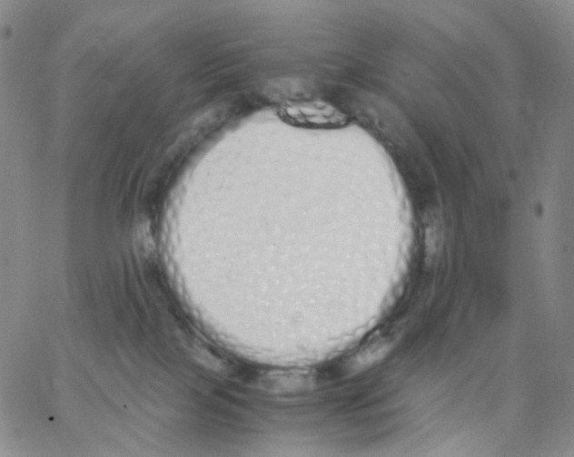 X0000062900089200602101818