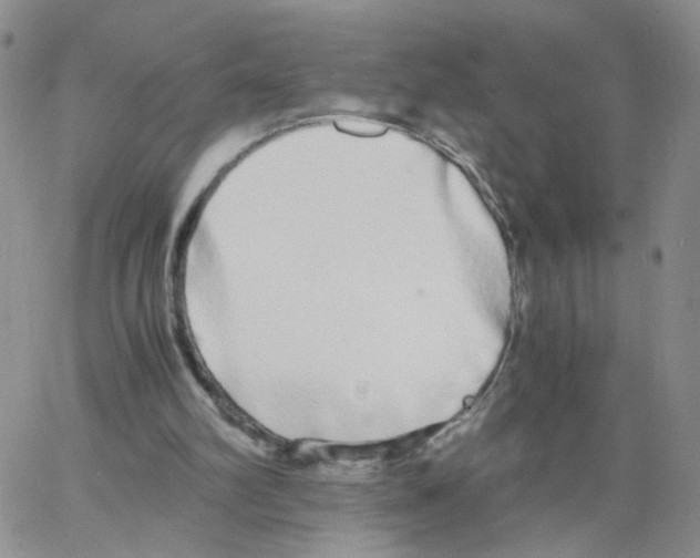 X0000062900102200602101817