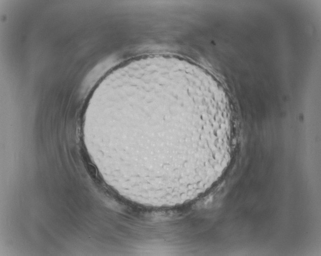 X0000062900103200602101817