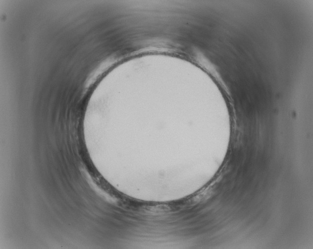 X0000062900106200602101817