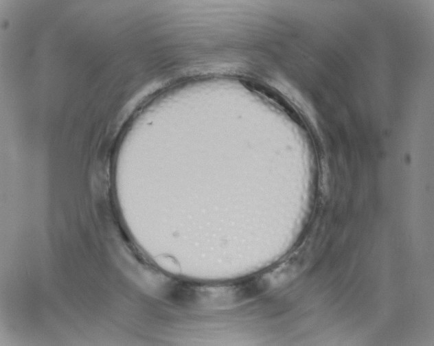 X0000062900107200602101817