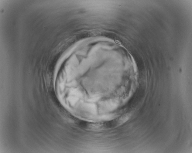 X0000062900139200602101816