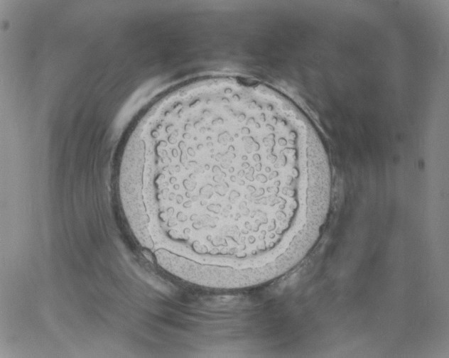 X0000062900151200602101815