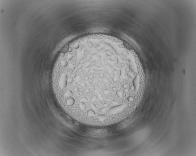 X0000062900155200602101816