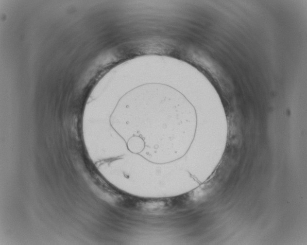 X0000062900162200602101816